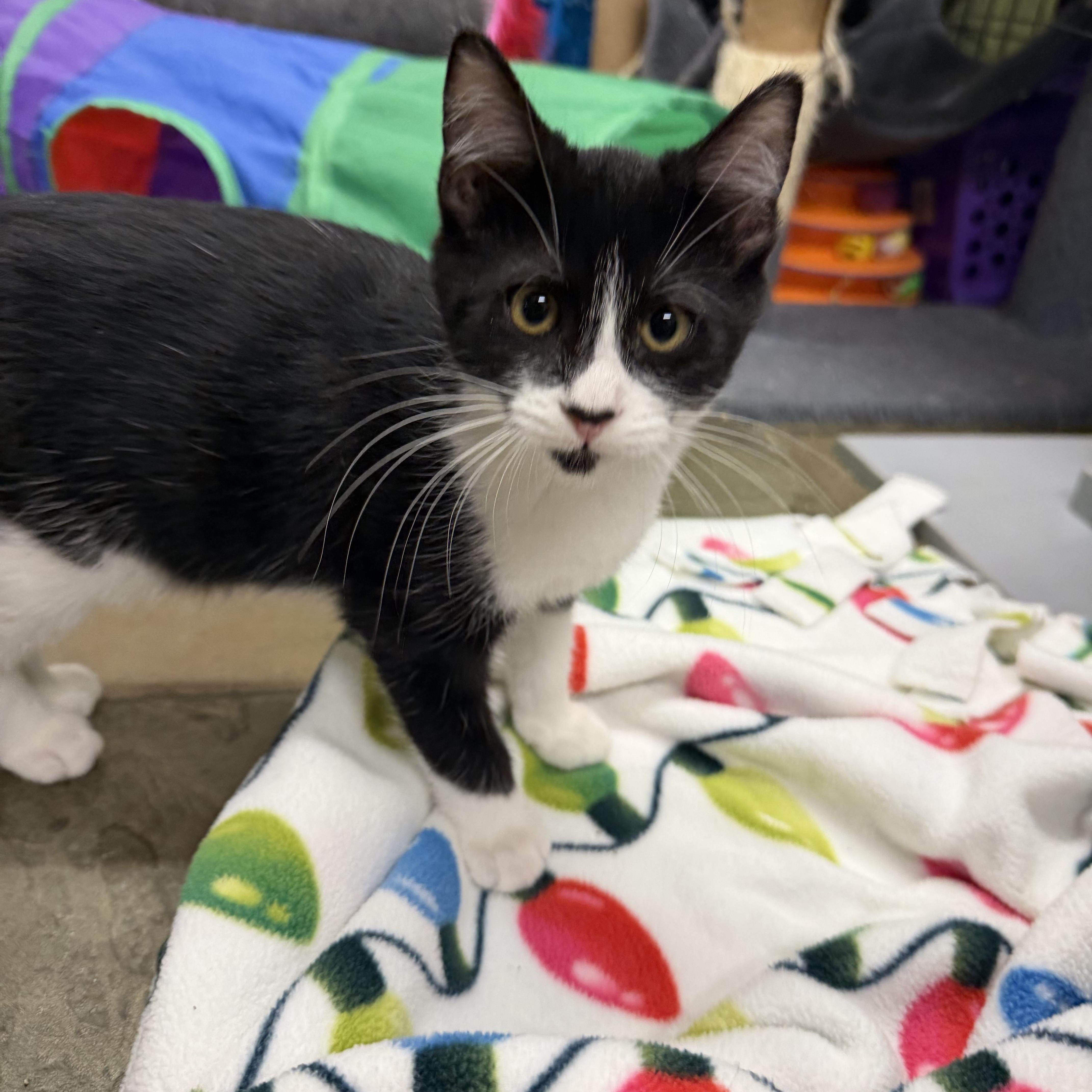 Enlarge Poppy, a Adoptable Tuxedo in Mauston, WI image 1/1