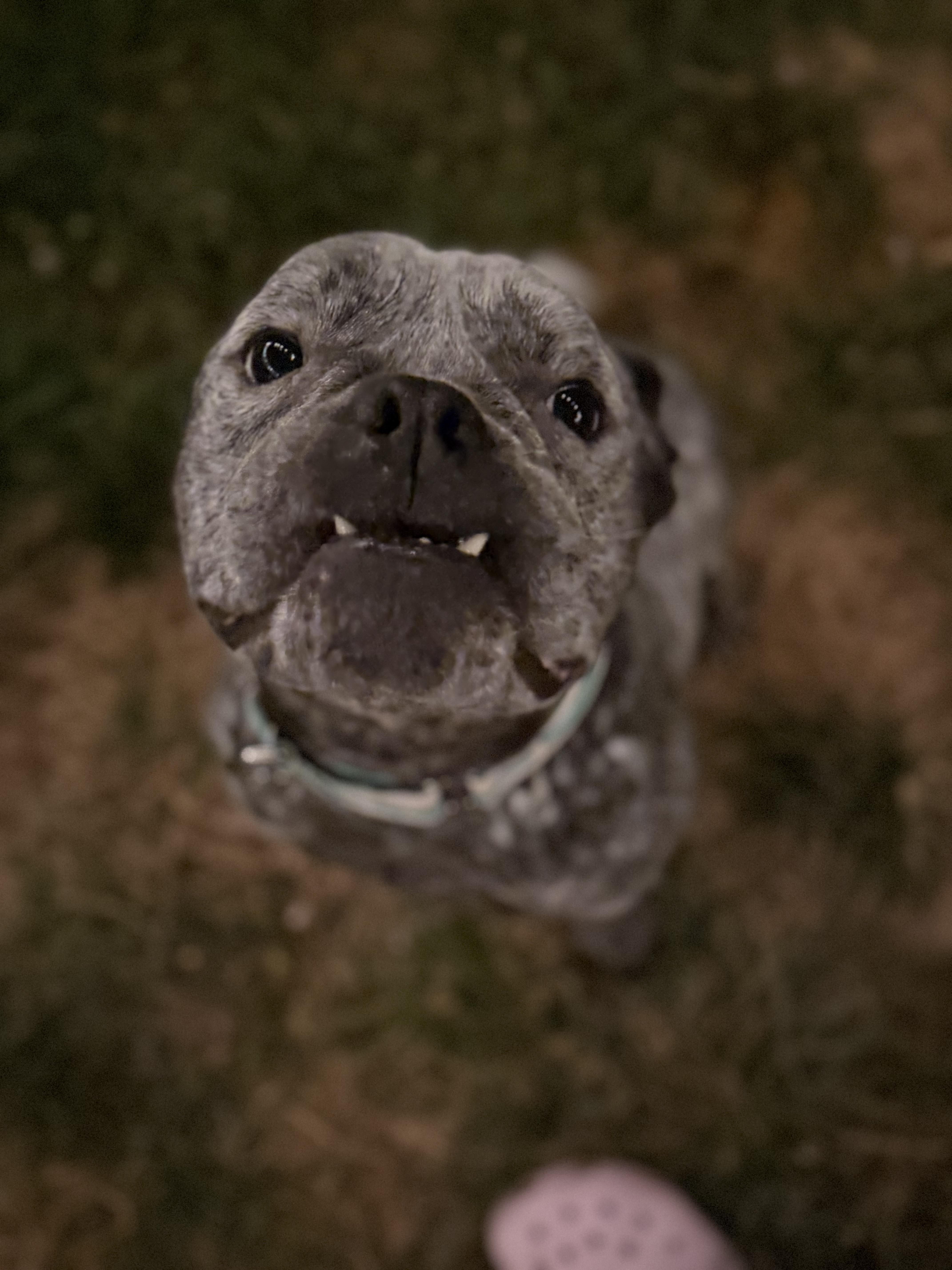 Enlarge Merlin, a Adoptable mixed breed in Raytown, MO image 3/6