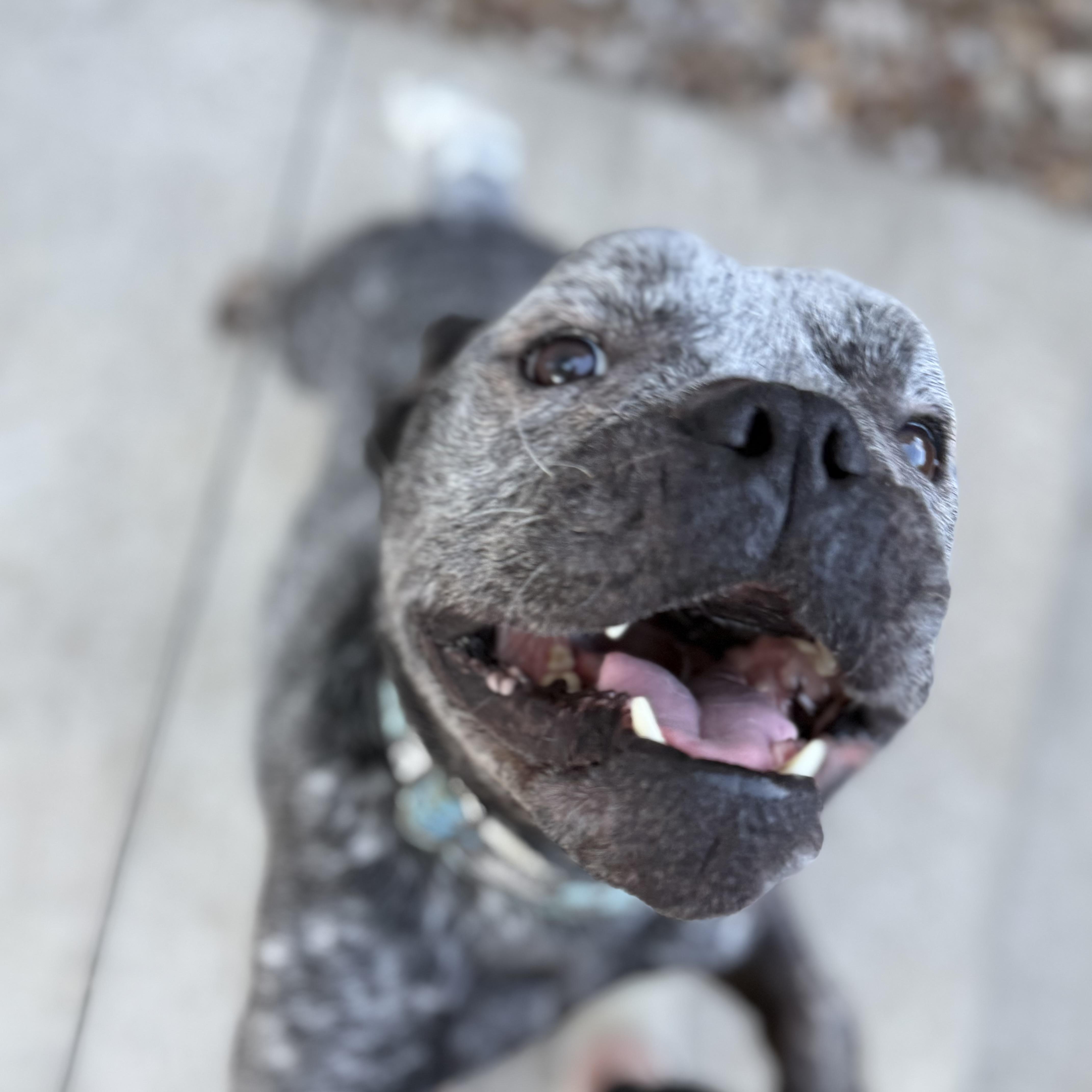 Merlin, Adoptable, Adult Male English Bulldog & Bulldog.