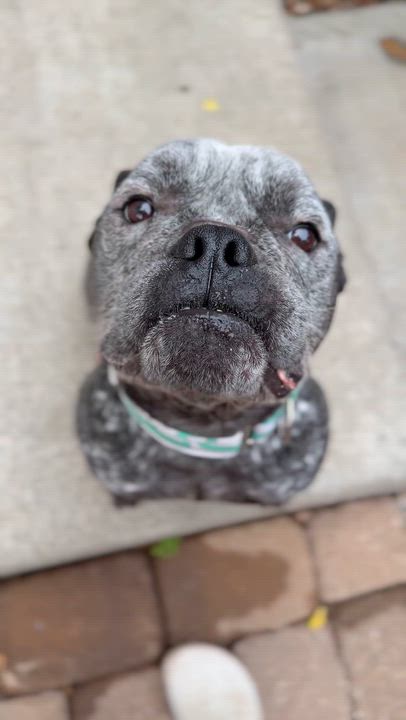 Enlarge Merlin, a Adoptable mixed breed in Raytown, MO video 2/6