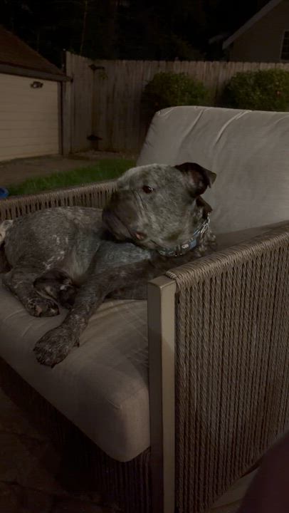 Enlarge Merlin, a Adoptable mixed breed in Raytown, MO video 6/6