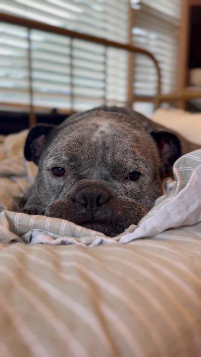 Enlarge Merlin, a Adoptable mixed breed in Raytown, MO video 5/6