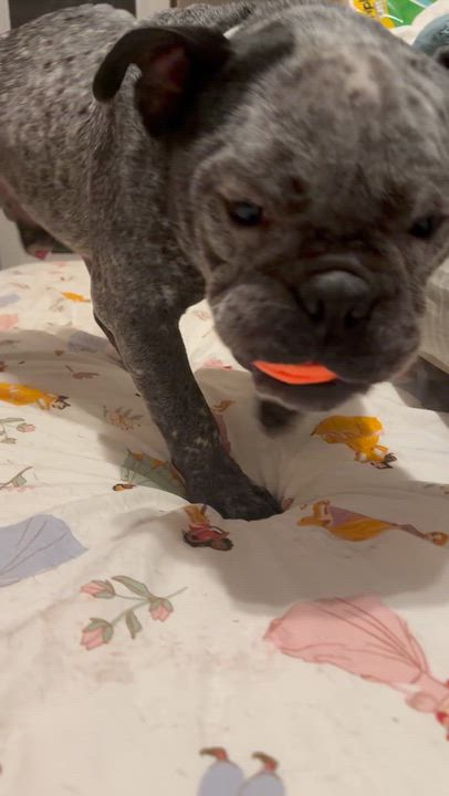 Enlarge Merlin, a Adoptable mixed breed in Raytown, MO video 4/6