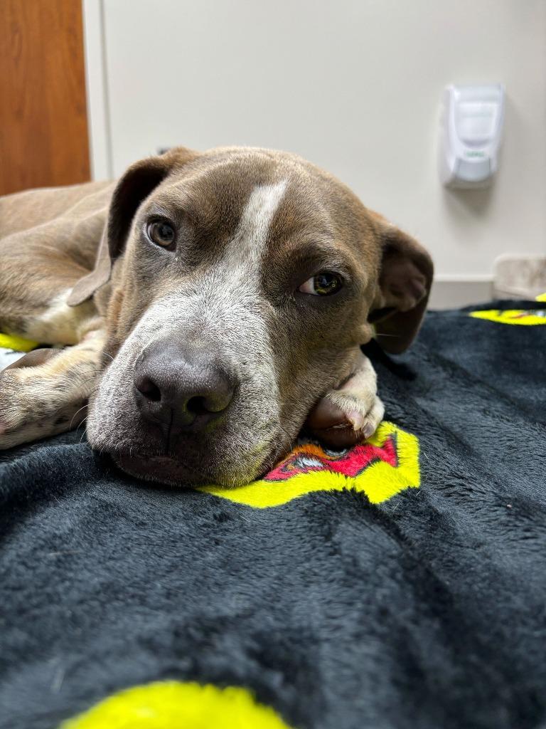 Kevin, Adoptable, Young Male American Staffordshire Terrier & Australian Cattle Dog / Blue Heeler.