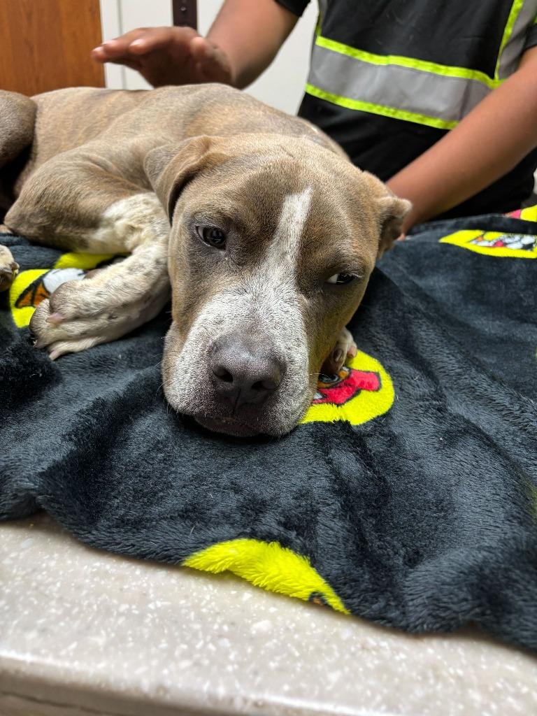 Kevin, a Adoptable mixed breed in Tulsa, OK image 2/6