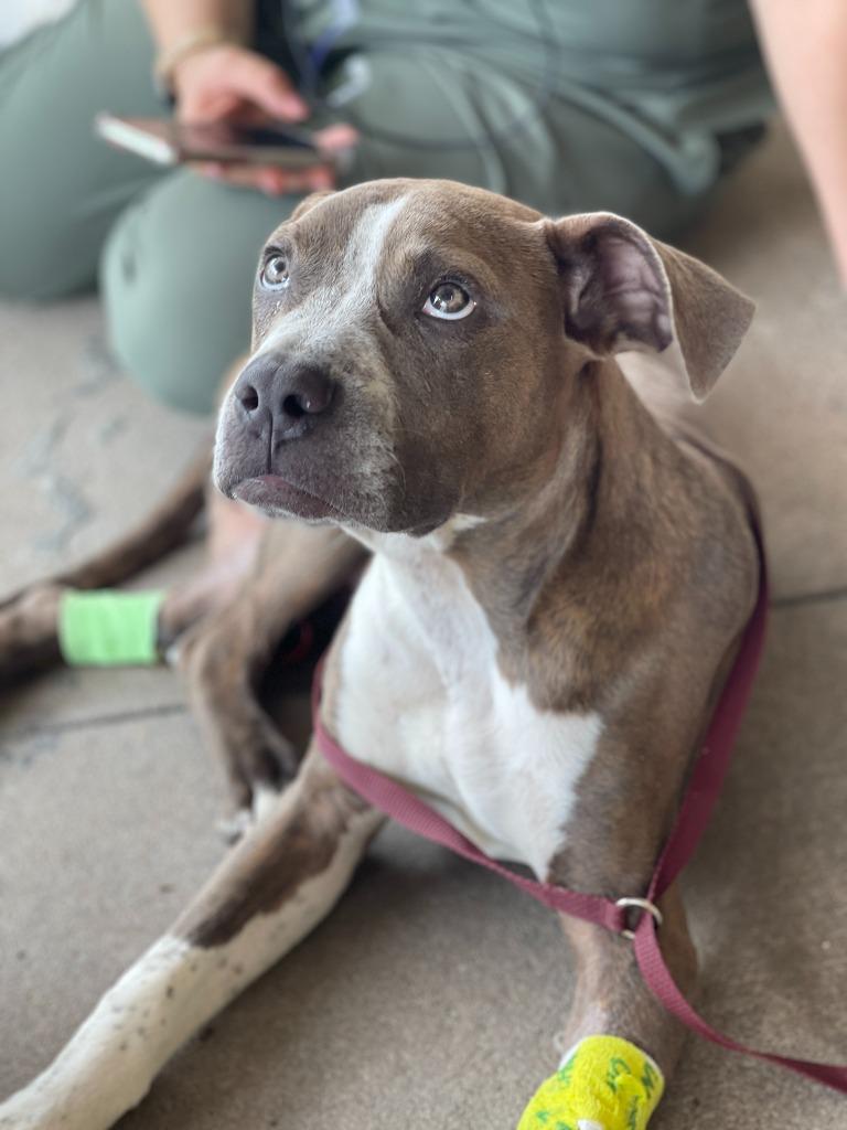 Kevin, a Adoptable mixed breed in Tulsa, OK image 3/6