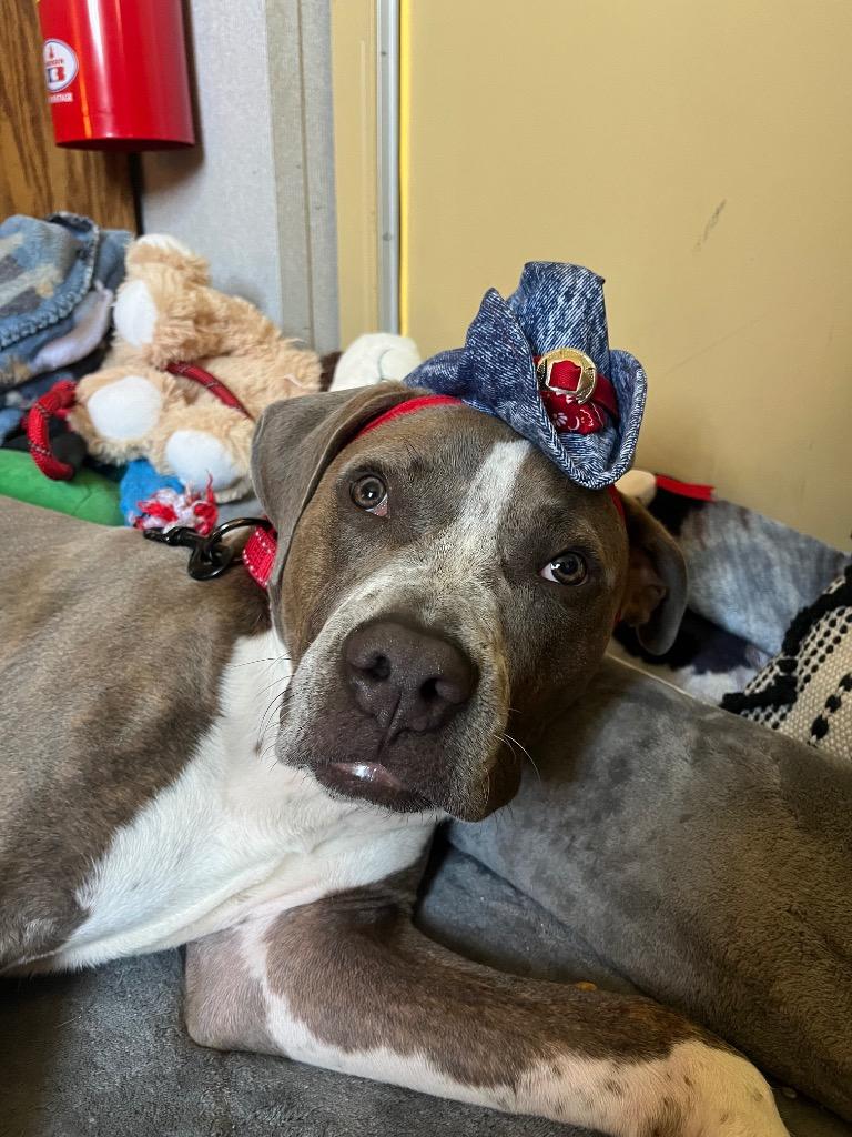 Kevin, a Adoptable mixed breed in Tulsa, OK image 4/6