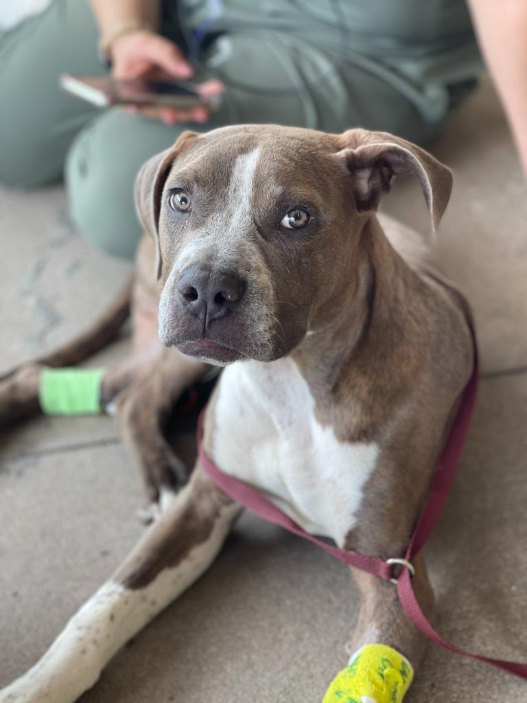 Kevin, a Adoptable mixed breed in Tulsa, OK image 5/6