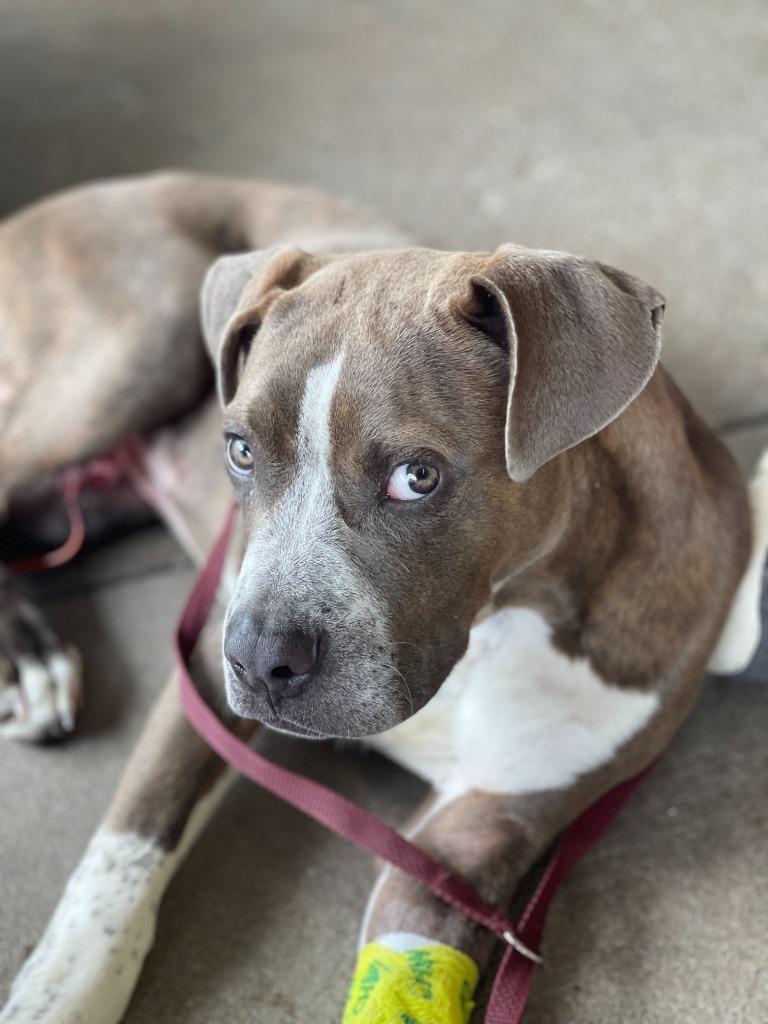 Kevin, a Adoptable mixed breed in Tulsa, OK image 6/6