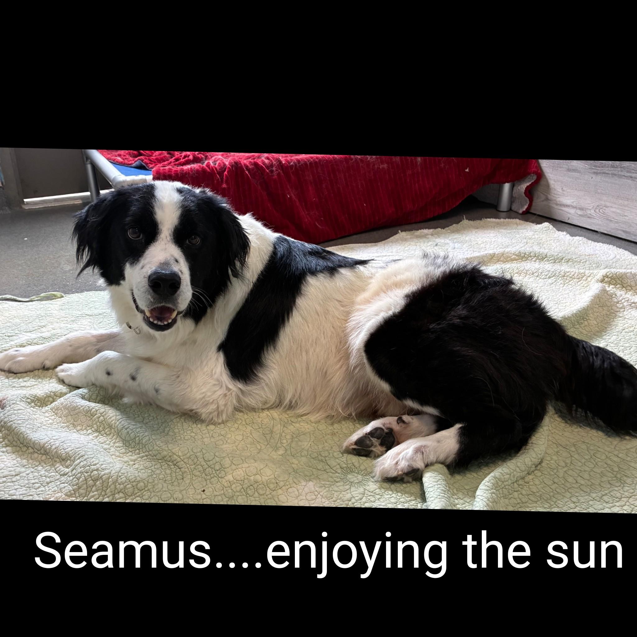 Seamus, adopted, Adult Male Border Collie.