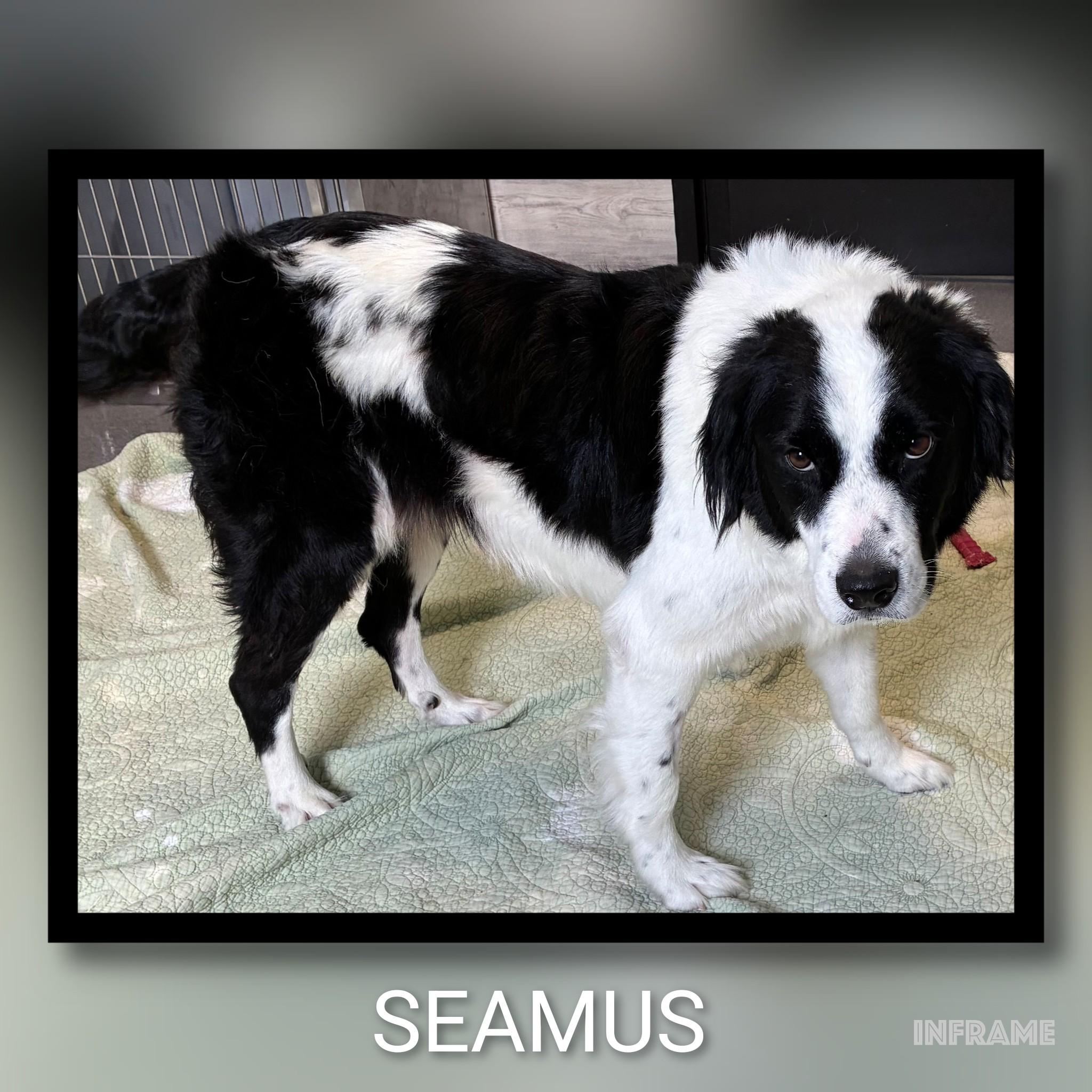 Enlarge Seamus, an adopted mixed breed in Fredericksburg, VA image 3/6
