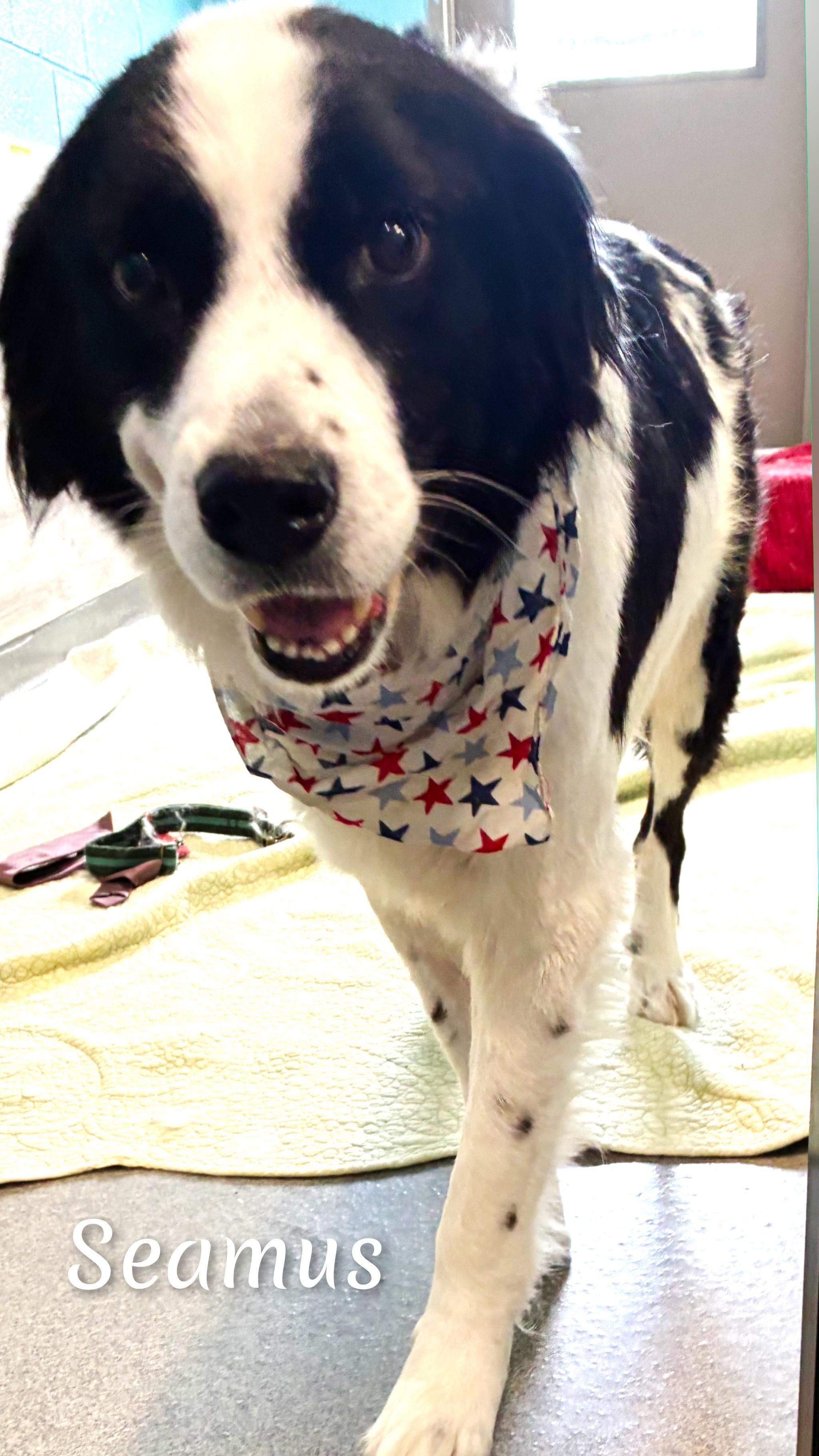 Enlarge Seamus, an adopted mixed breed in Fredericksburg, VA image 6/6