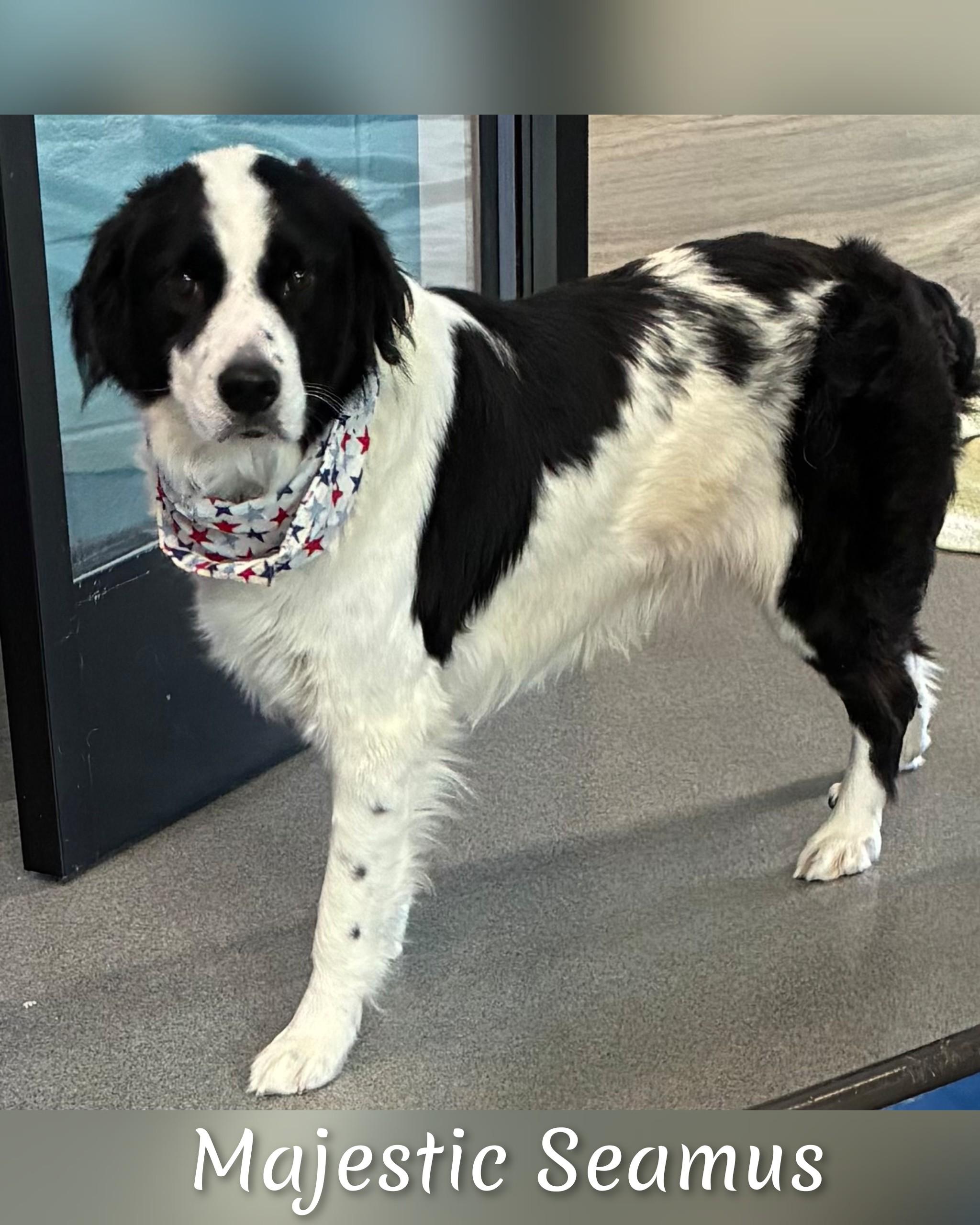 Enlarge Seamus, an adopted mixed breed in Fredericksburg, VA image 5/6