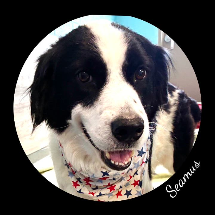 Enlarge Seamus, an adopted mixed breed in Fredericksburg, VA video 4/6