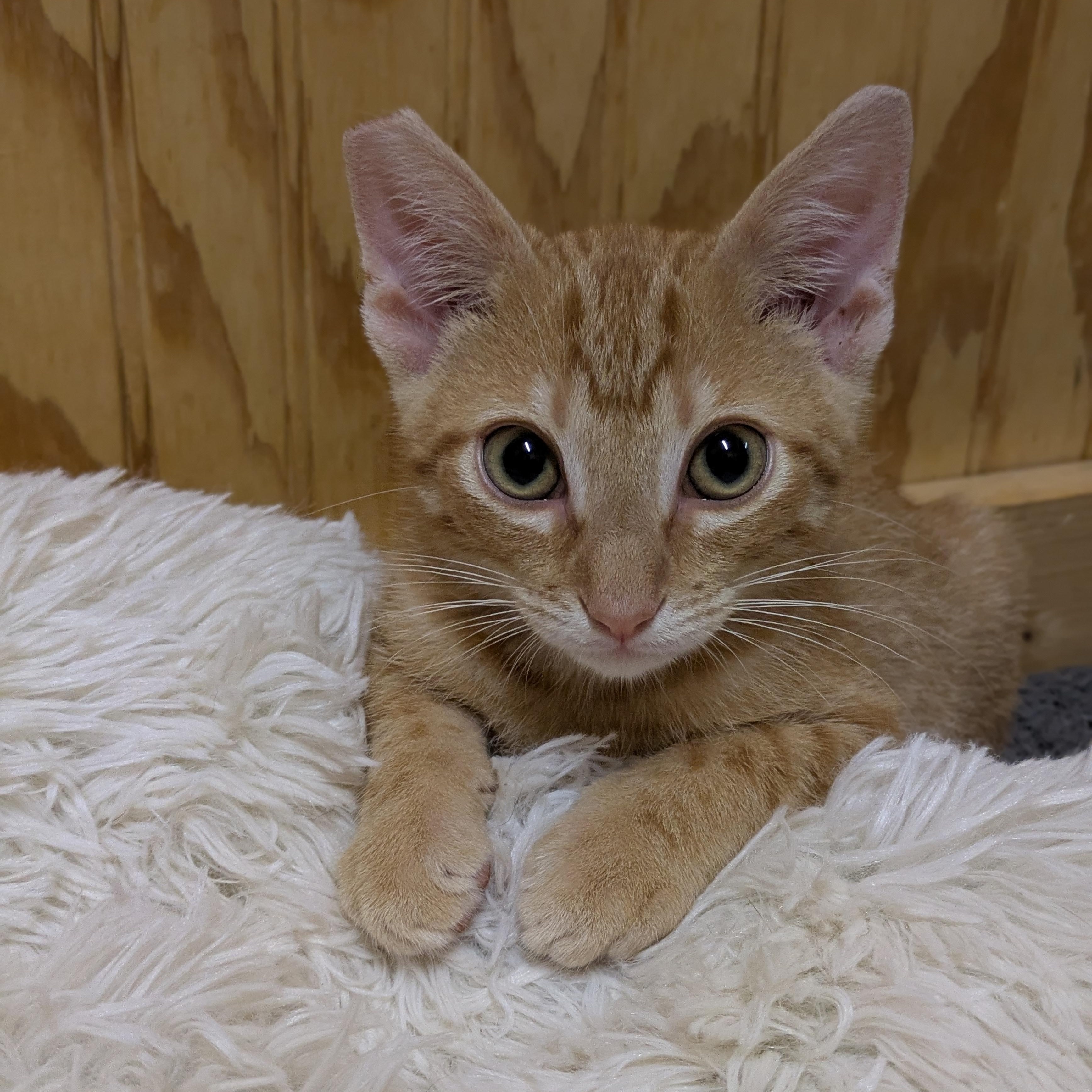Calvin, ADOPTABLE, Kitten Male Domestic Short Hair.
