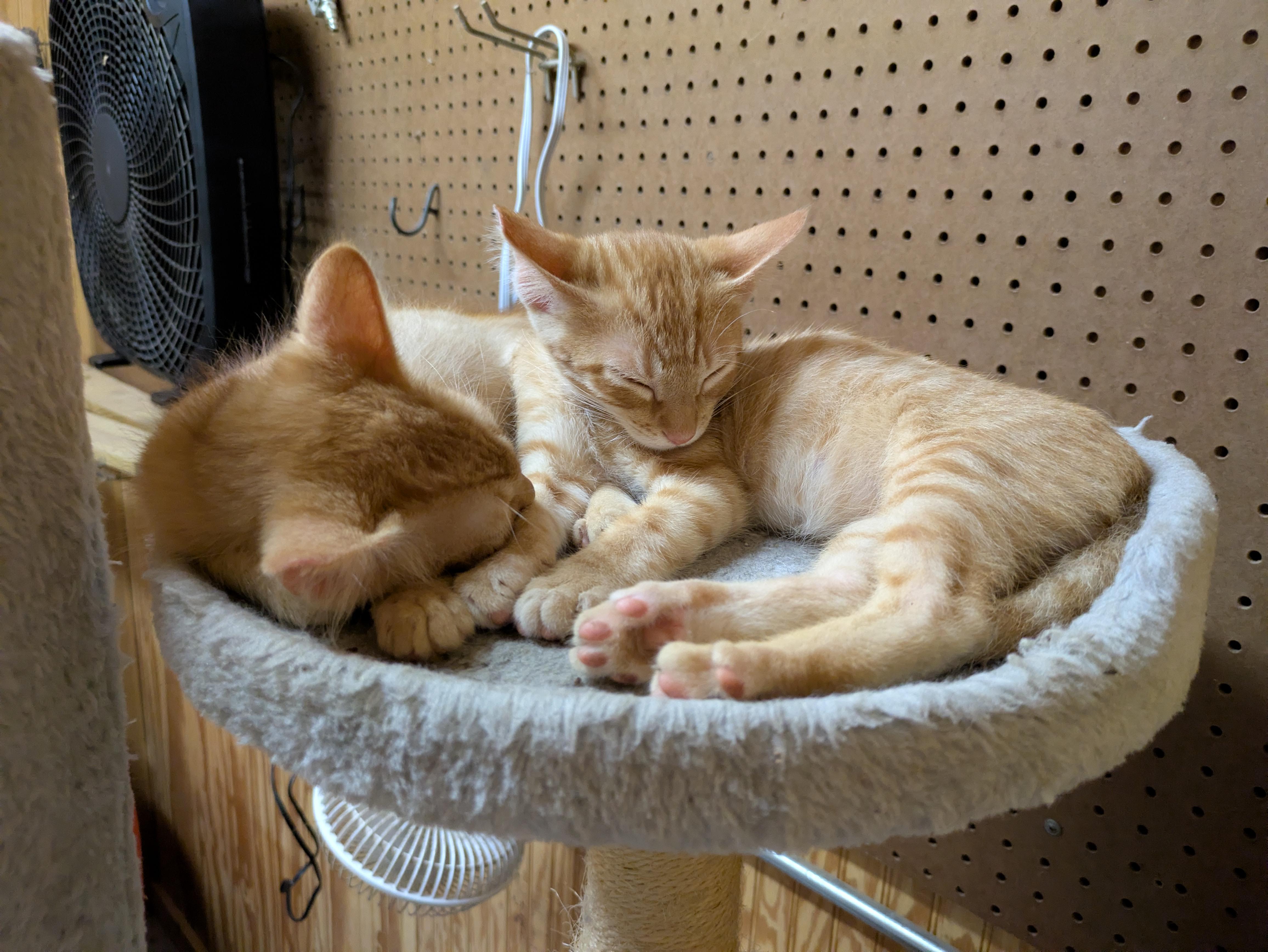 Calvin, a ADOPTABLE Domestic Short Hair in Oregon, WI image 4/4