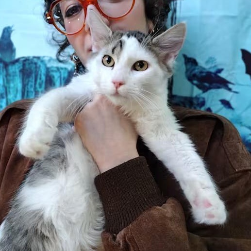 Matthew, a Adopted Domestic Long Hair in Brooklyn, NY image 1/2