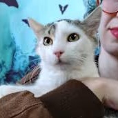 Matthew, a Adopted Domestic Long Hair in Brooklyn, NY image 2/2