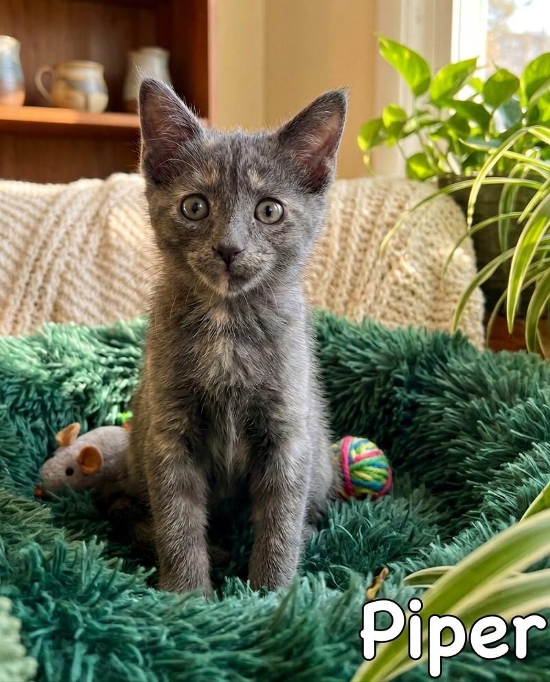 Enlarge Six Little Hearts, Endless Love, a Adoptable Domestic Short Hair in Laurel, MD image 5/6