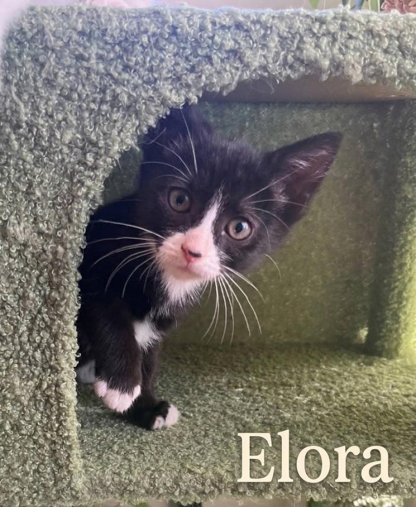 Enlarge Six Little Hearts, Endless Love, a Adoptable Domestic Short Hair in Laurel, MD image 2/6