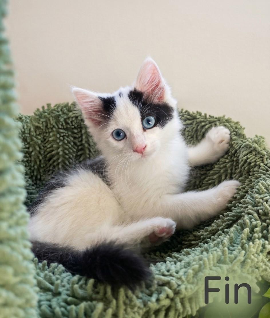 Enlarge Six Little Hearts, Endless Love, a Adoptable Domestic Short Hair in Laurel, MD image 3/6