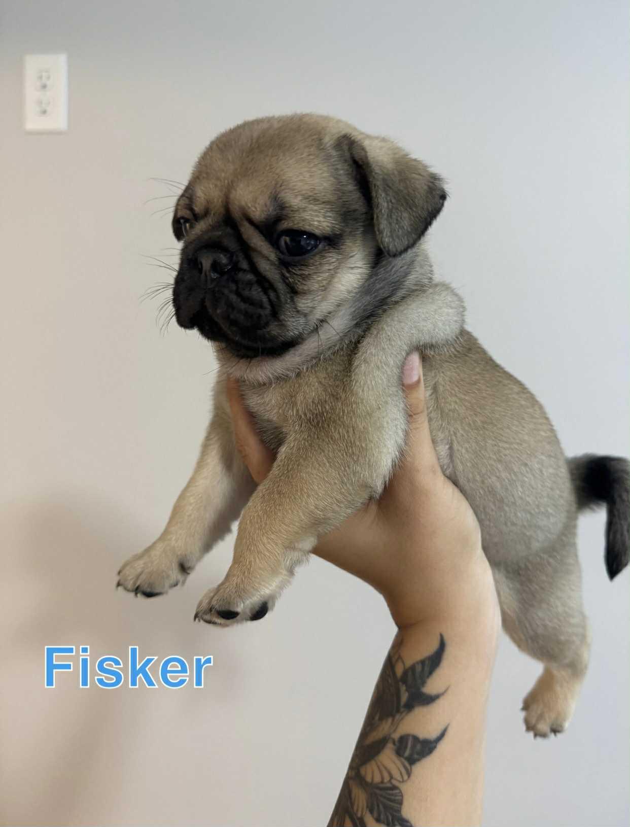 Fisker