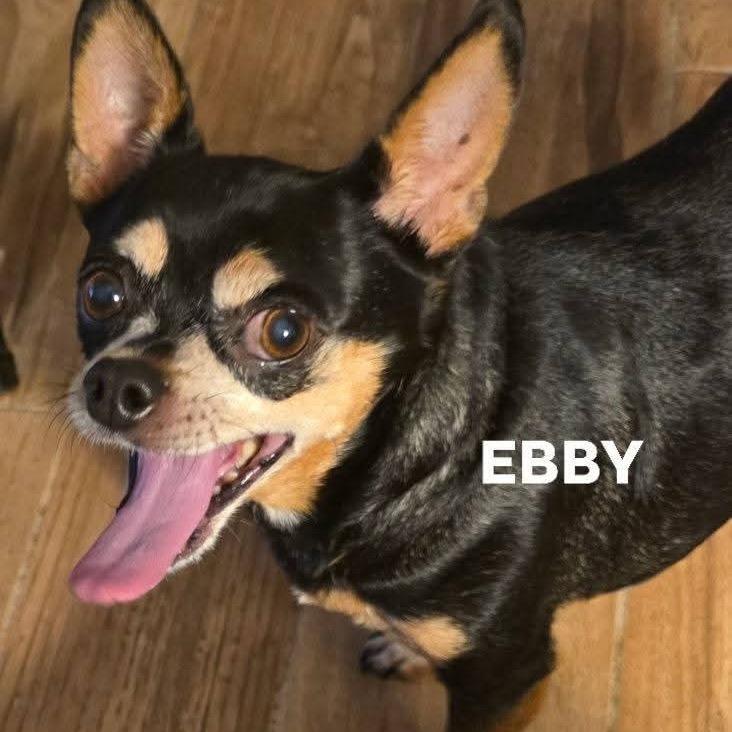 Ebby, Adoptable, Senior Female Chihuahua.