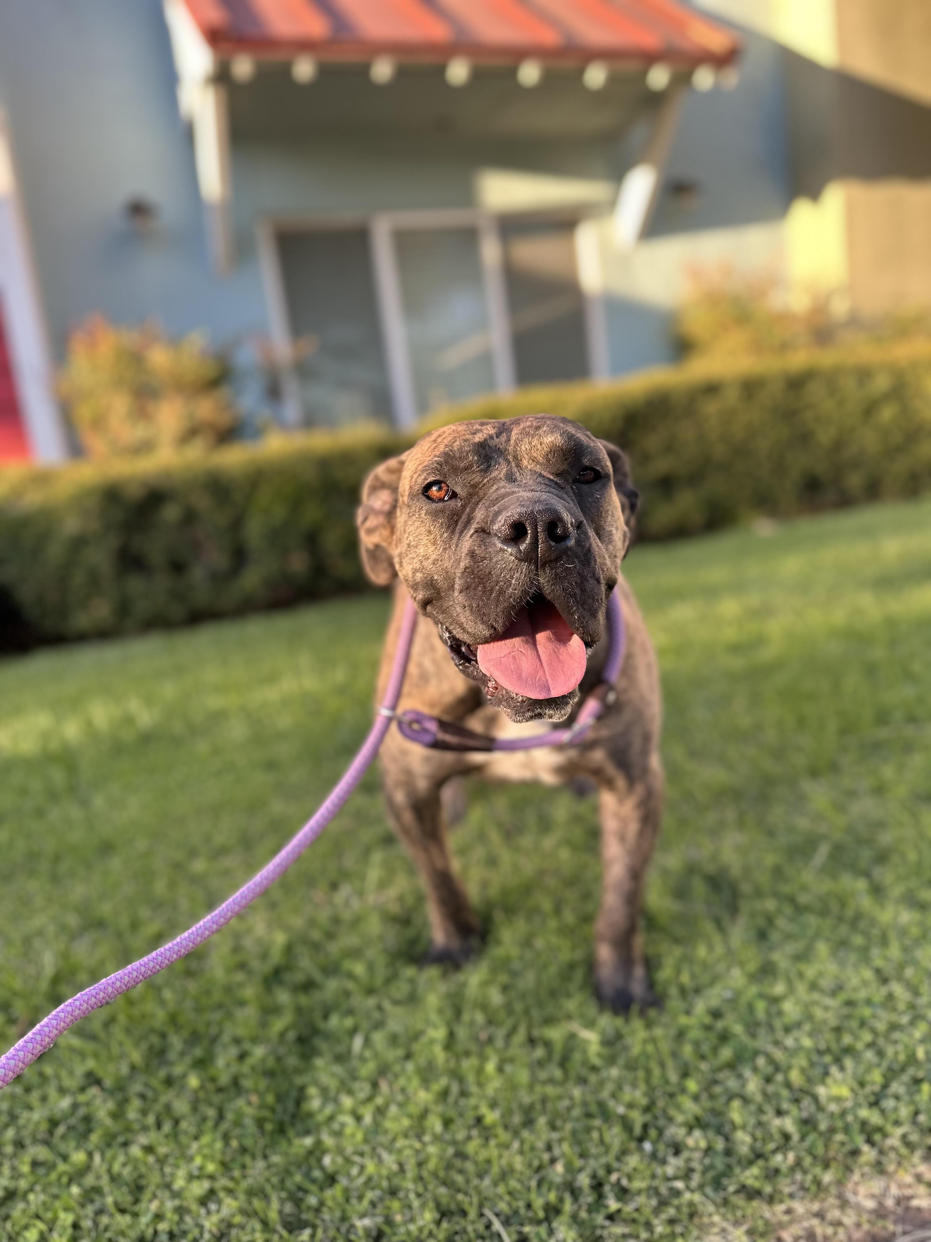 Ginny, a Adoptable mixed breed in santa monica, CA image 5/6