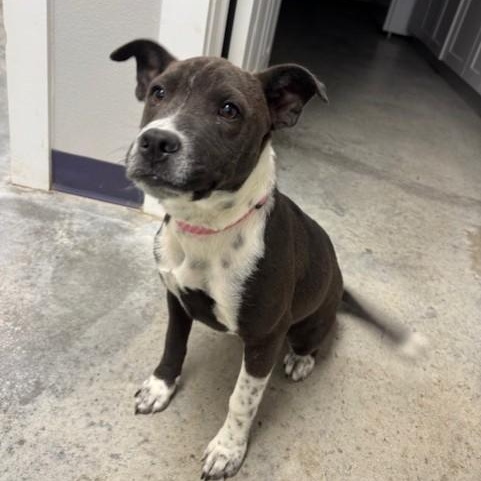 Noelle, adopted, Puppy Female Labrador Retriever.