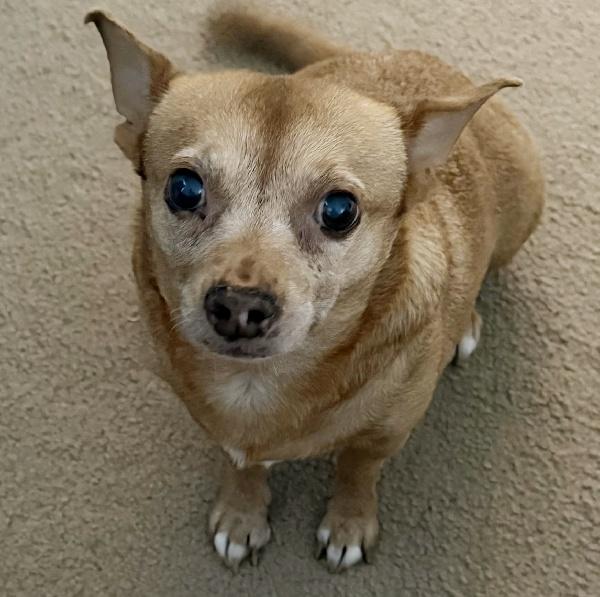 SWEETS, Adoptable, Senior Female Chihuahua.