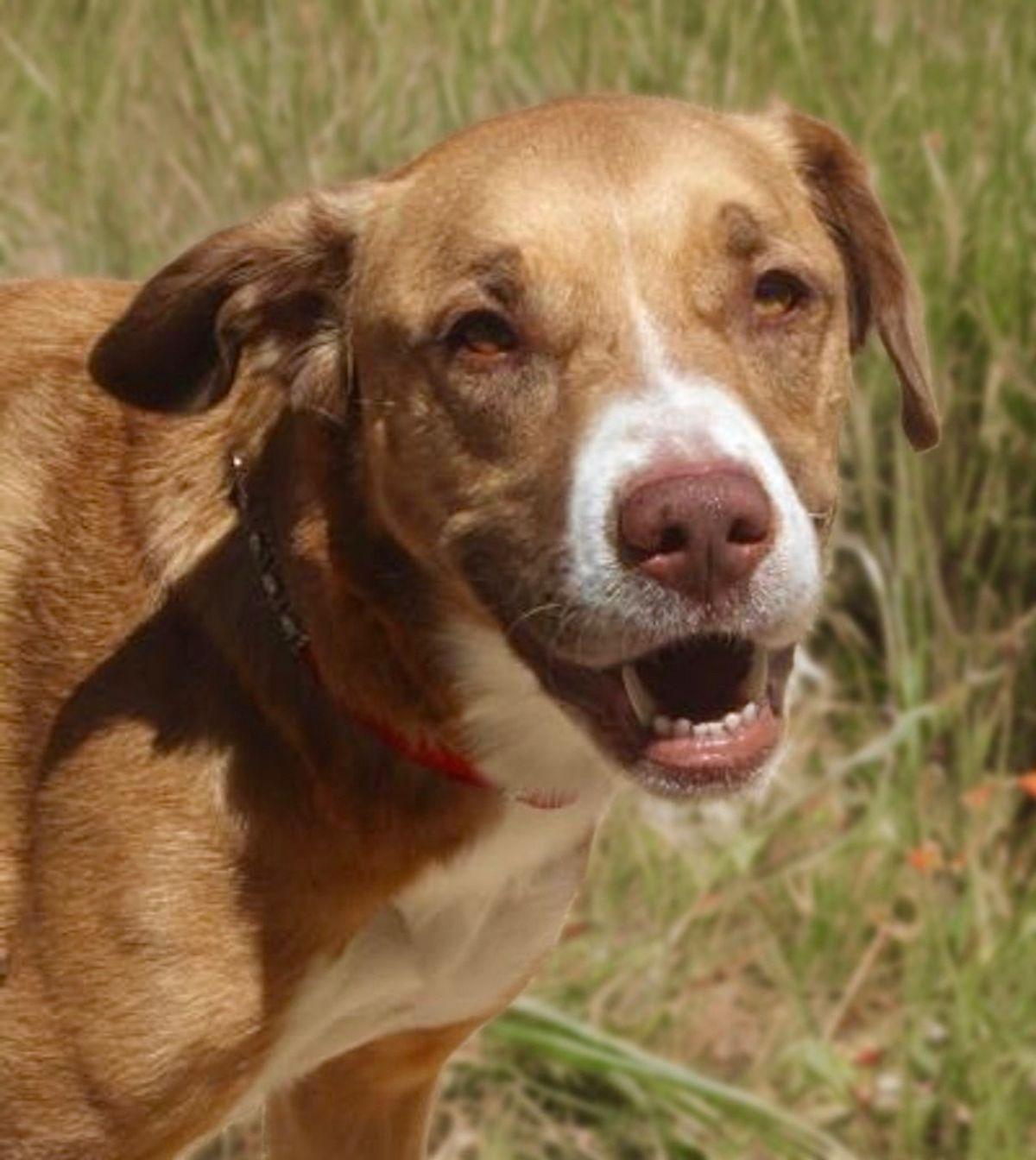 Enlarge Luna, a Adoptable Shepherd in Kingman, AZ image 1/3