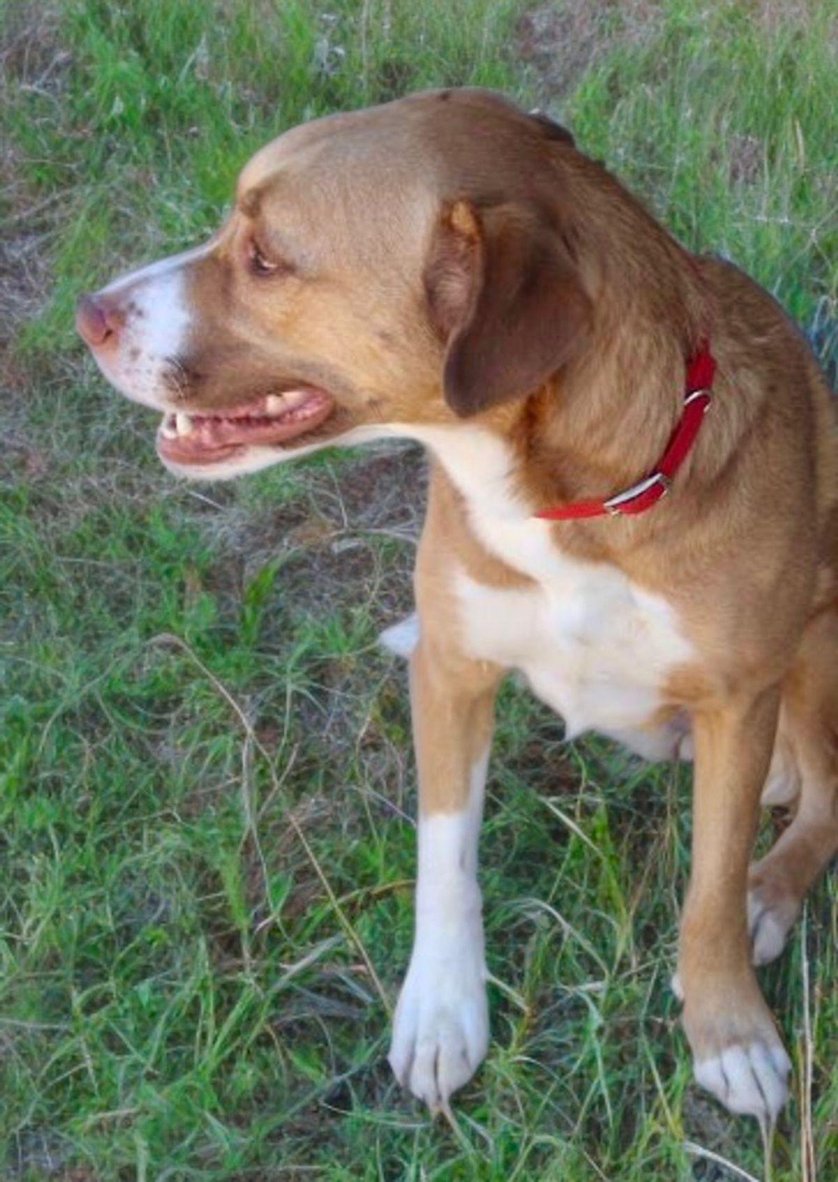 Enlarge Luna, a Adoptable Shepherd in Kingman, AZ image 2/3