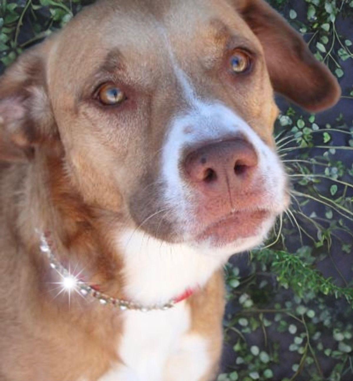 Enlarge Luna, a Adoptable Shepherd in Kingman, AZ image 3/3