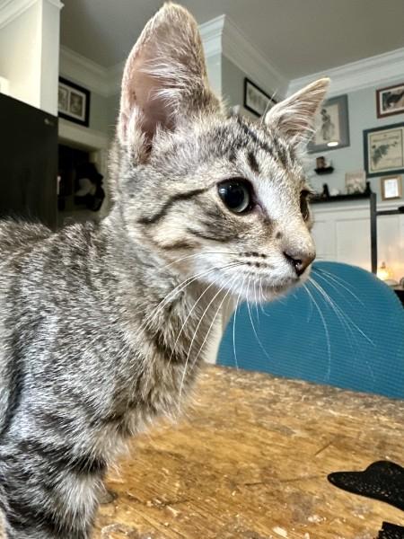 Enlarge Louie, a Adoptable Domestic Short Hair in Wilmington, NC image 5/5