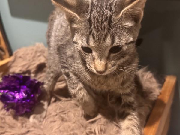 Enlarge Louie, a Adoptable Domestic Short Hair in Wilmington, NC image 4/5