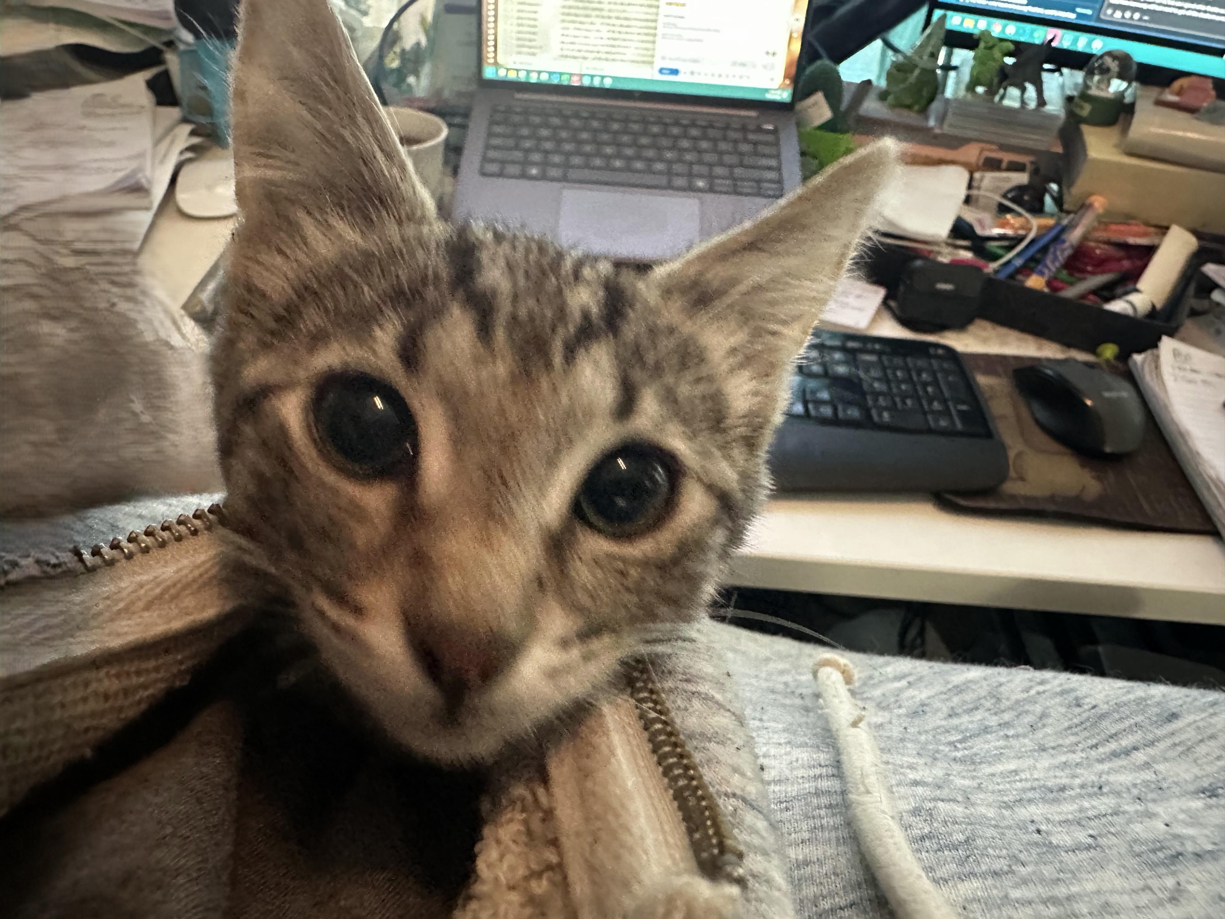 Enlarge Louie, a Adoptable Domestic Short Hair in Wilmington, NC image 2/5