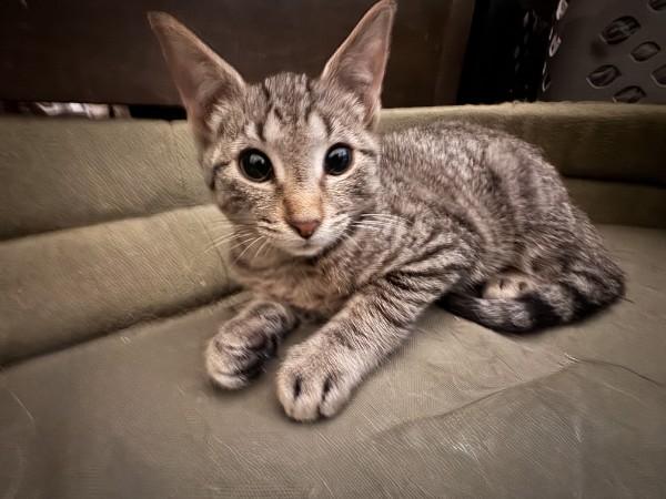 Enlarge Louie, a Adoptable Domestic Short Hair in Wilmington, NC image 3/5