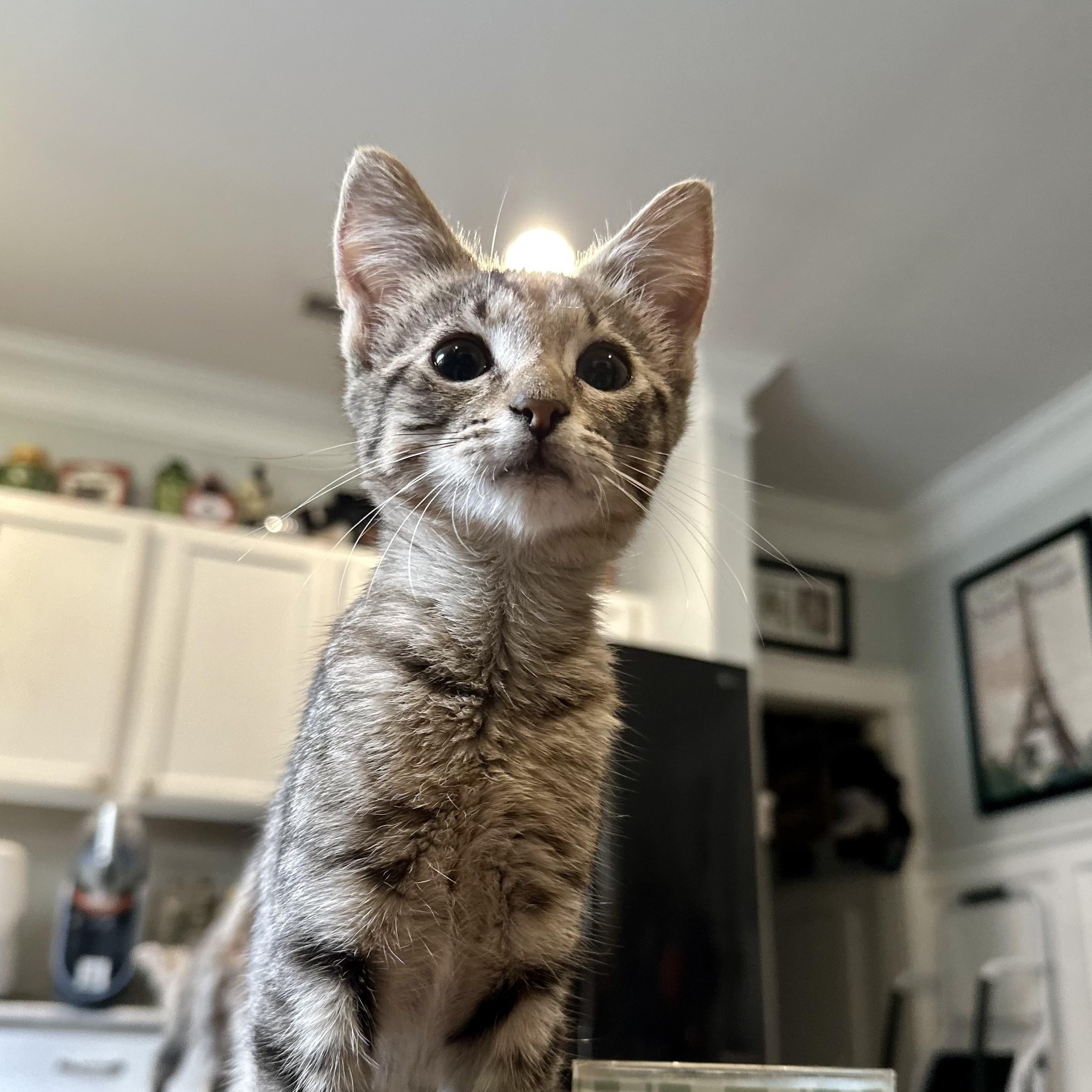 Enlarge Louie, a Adoptable Domestic Short Hair in Wilmington, NC image 1/5