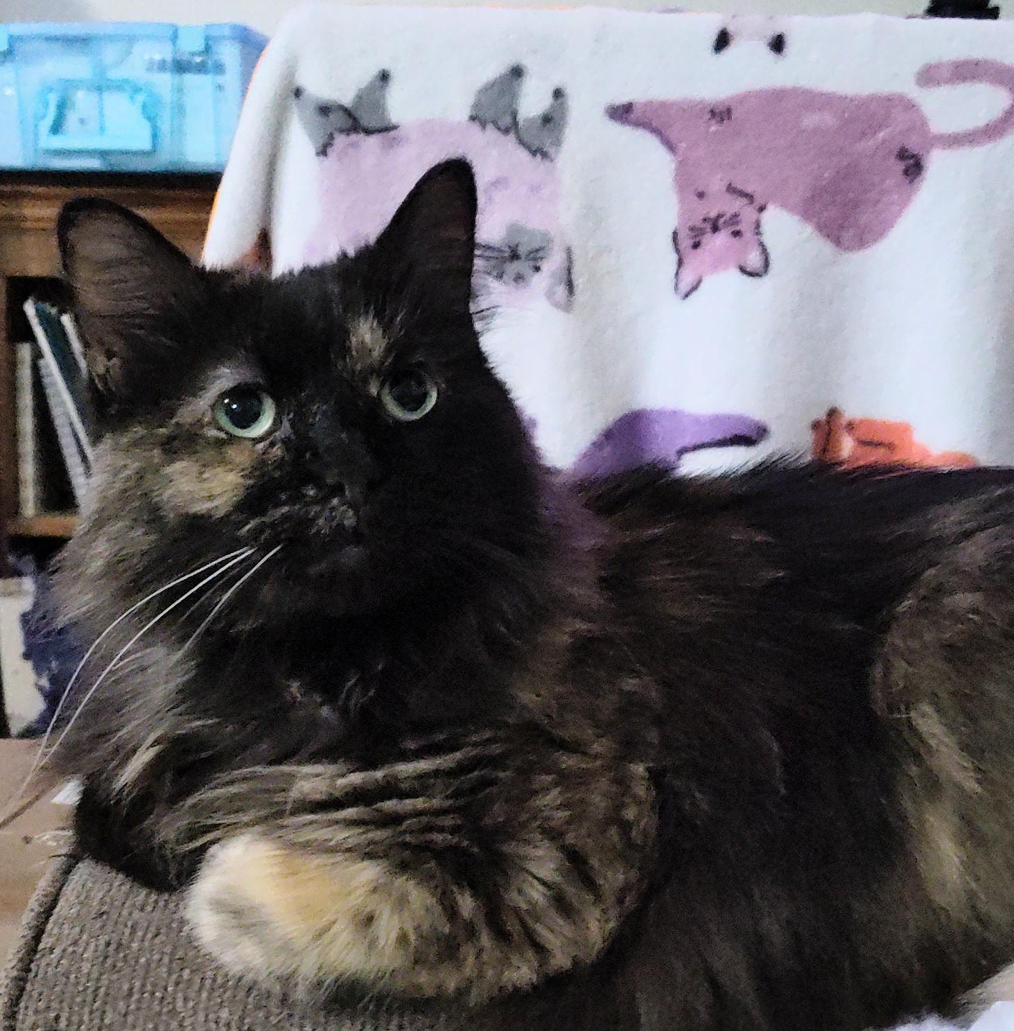 Adrian, Adoptable, Senior Female Persian.