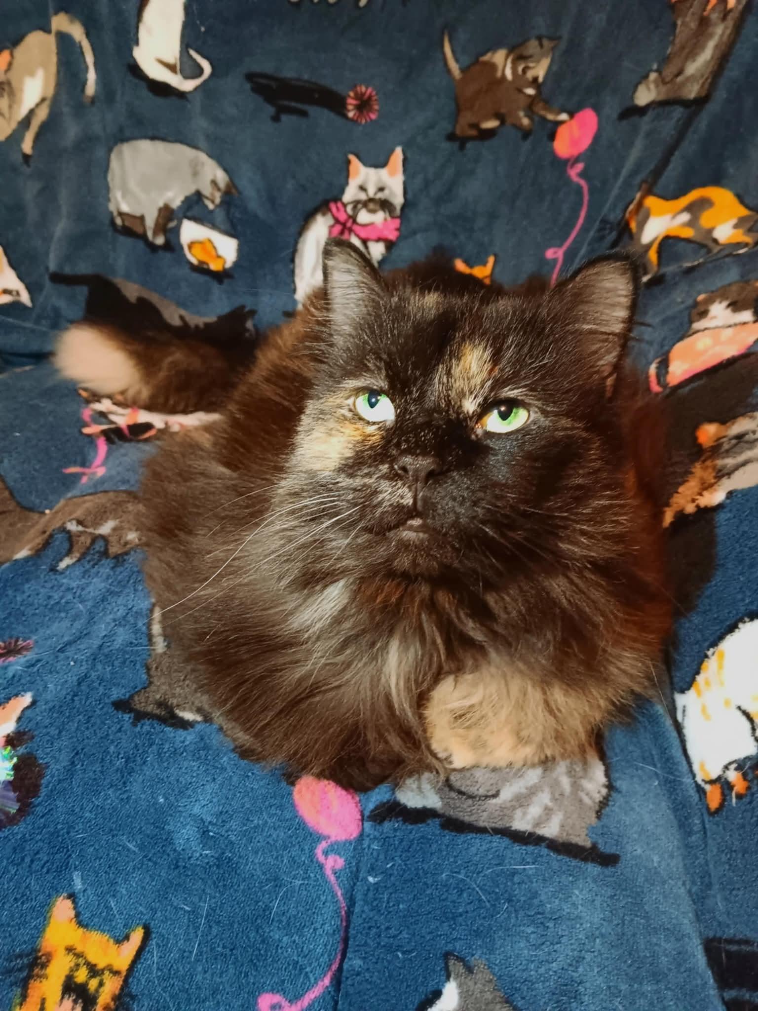 Adrian, an adoptable Persian in Quincy, OH, 43343 | Photo Image 3