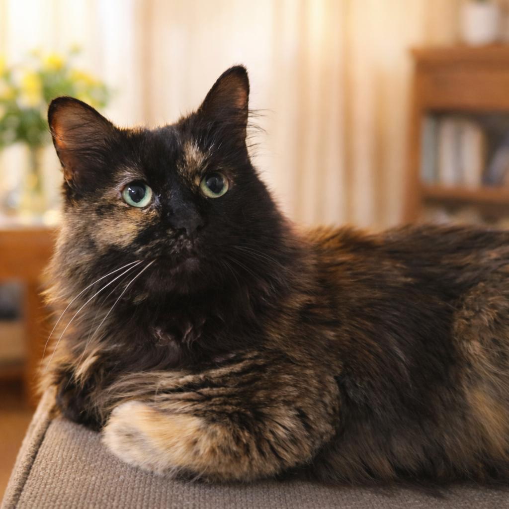Adrian, Adoptable, Senior Female Persian.