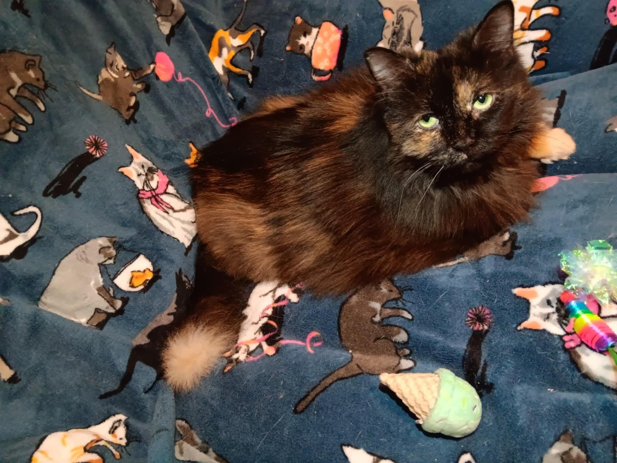 Enlarge Adrian, a Adoptable Persian in Quincy, OH image 3/3