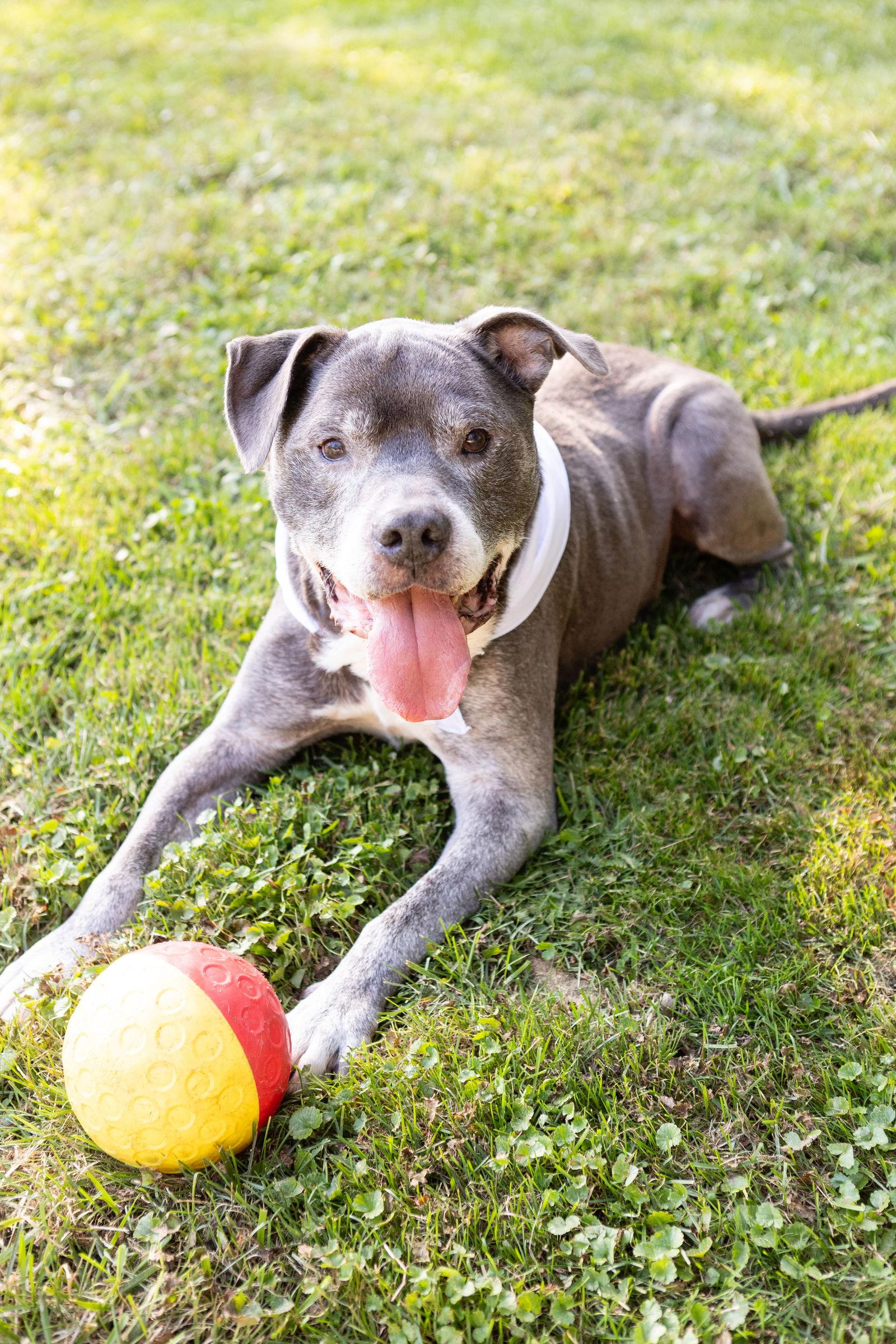 Enlarge BJ, a Adoptable Staffordshire Bull Terrier in Crete, IL image 1/3