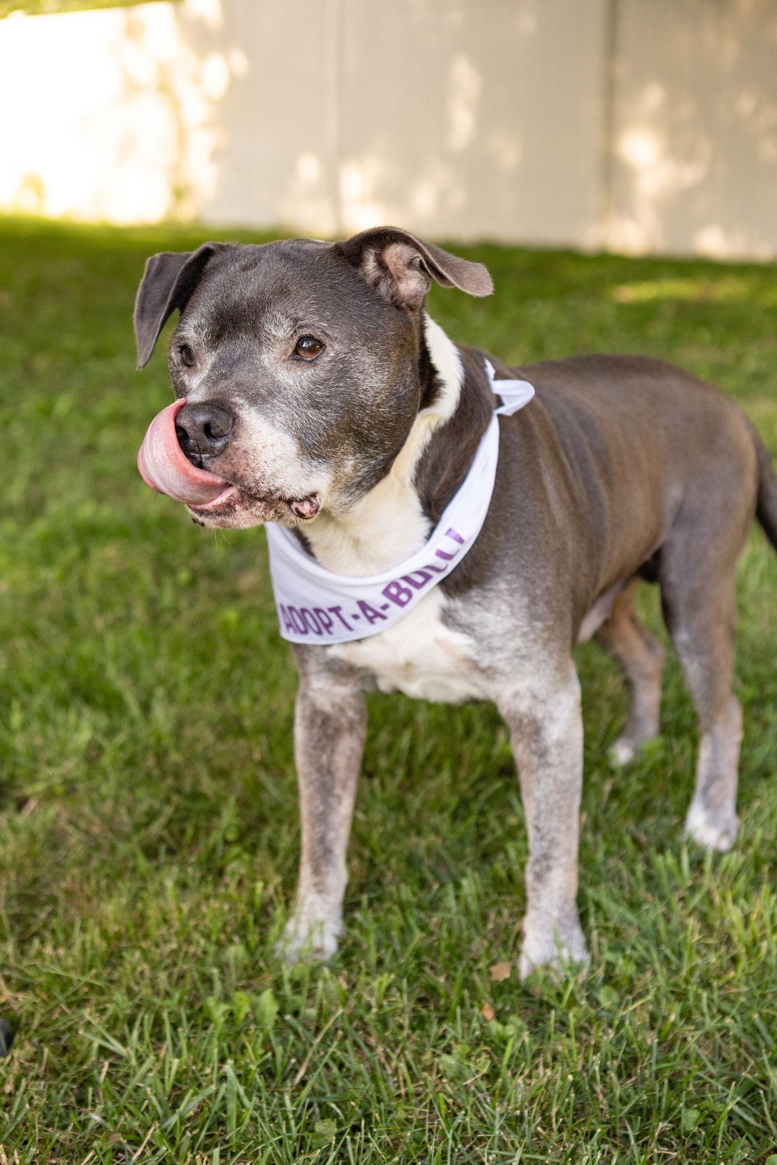 Enlarge BJ, a Adoptable Staffordshire Bull Terrier in Crete, IL image 2/3