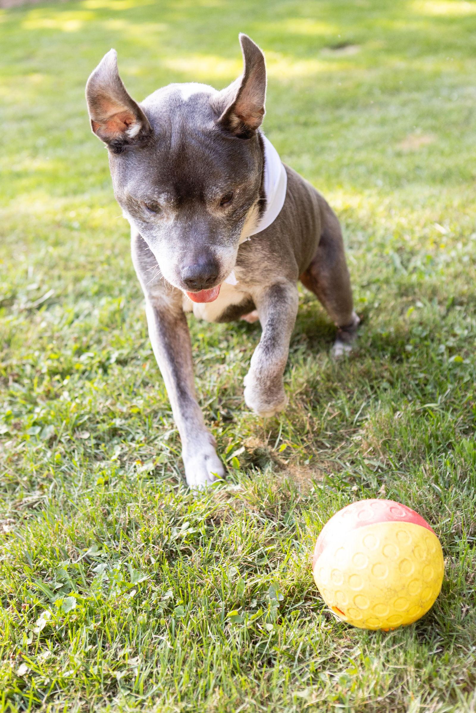 Enlarge BJ, a Adoptable Staffordshire Bull Terrier in Crete, IL image 3/3