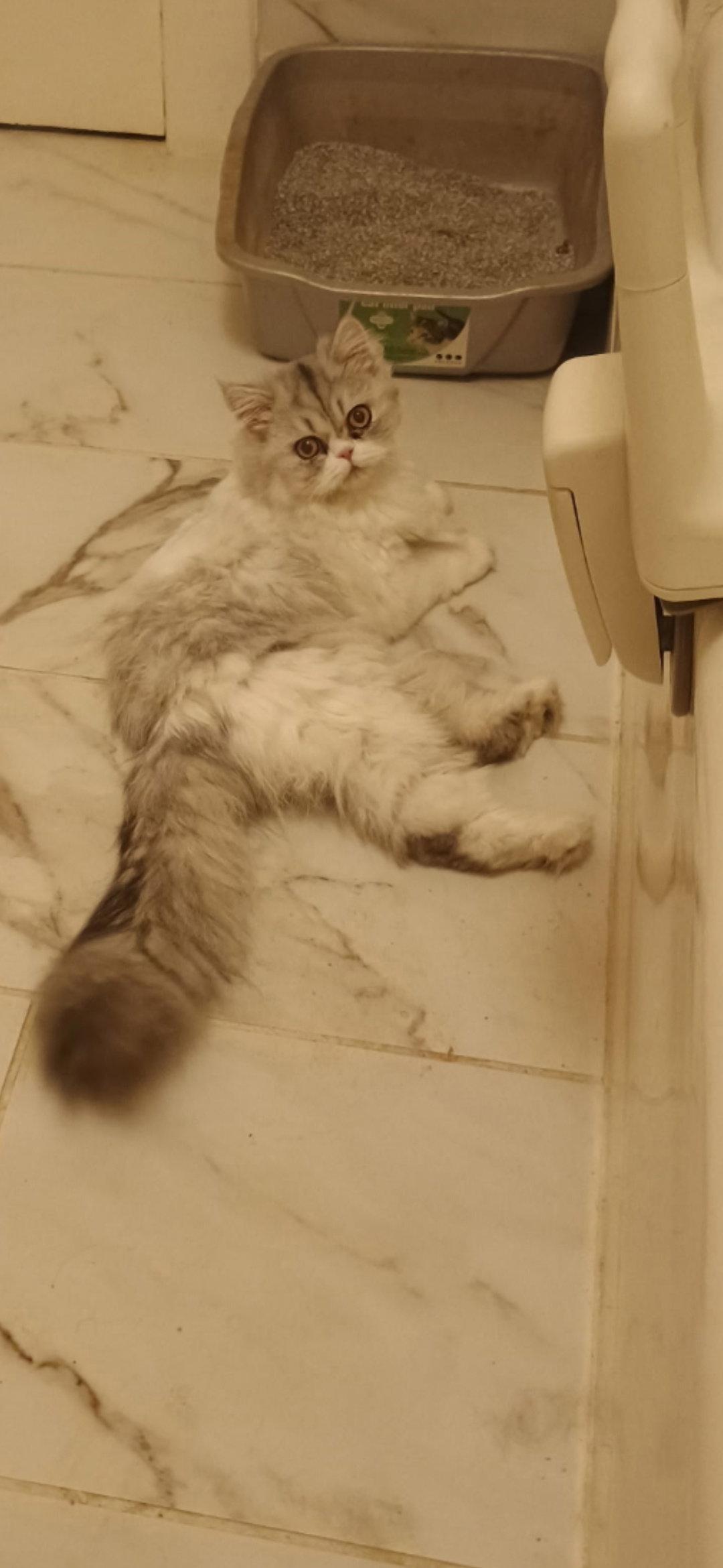 Priscilla, Adopted, Adult Female Persian.