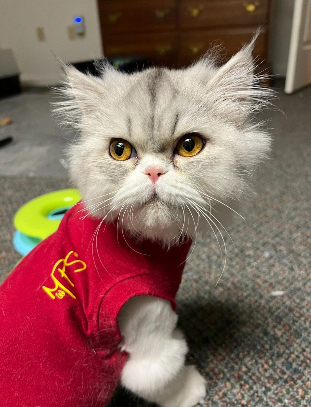 Enlarge Priscilla, a Adopted Persian in Harrisburg, PA image 2/3
