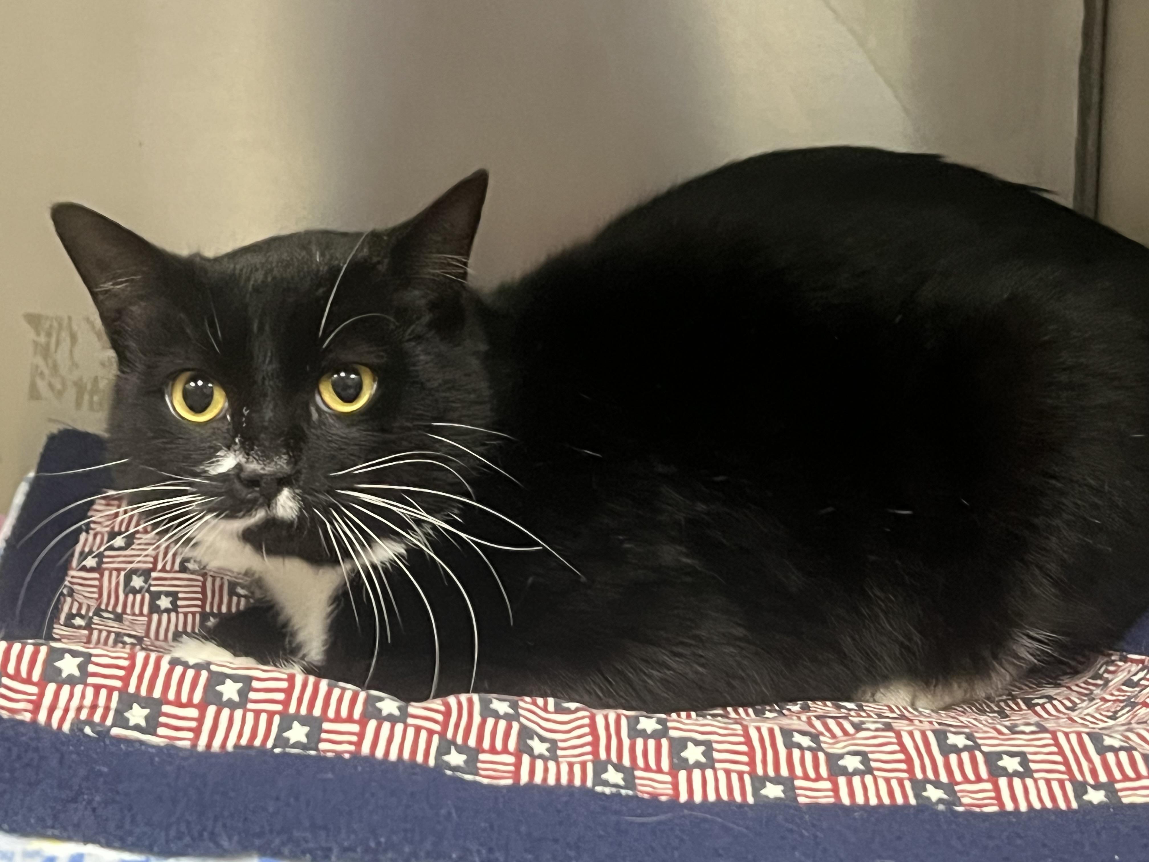 Otto, Adoptable, Adult Male Domestic Short Hair.