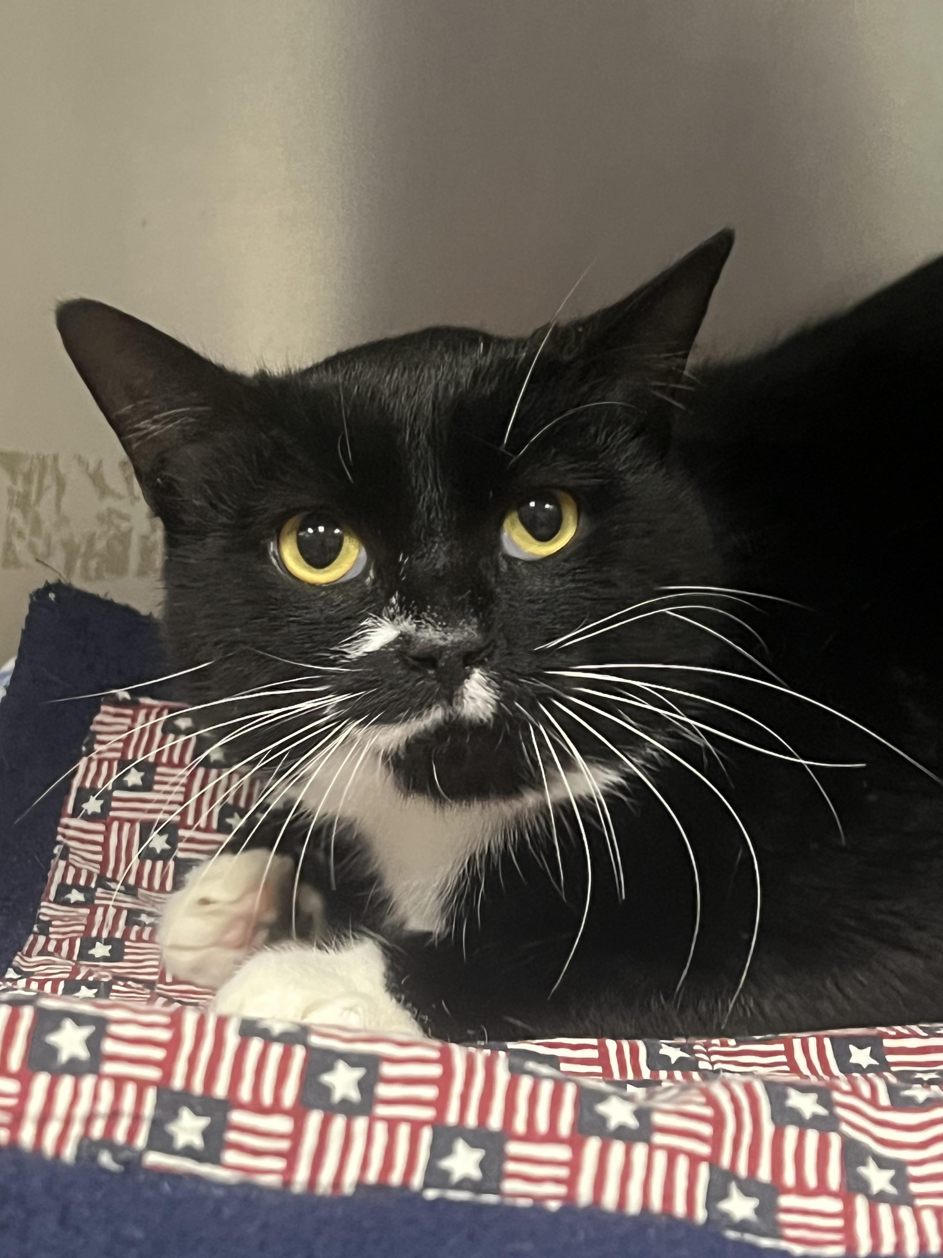 Otto, a Adoptable Domestic Short Hair in Johnston, RI image 3/6