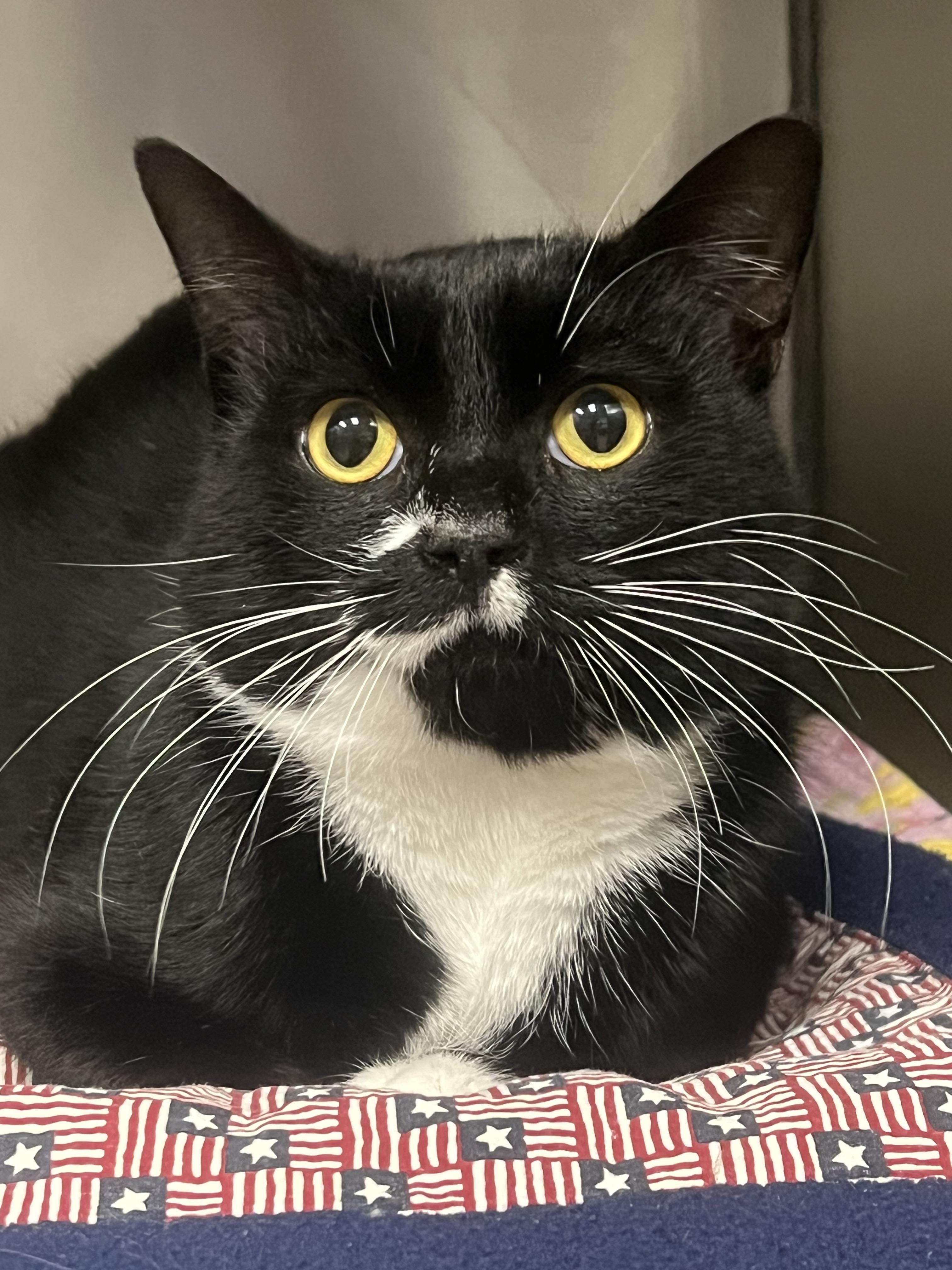 Otto, a Adoptable Domestic Short Hair in Johnston, RI image 4/6